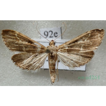 Duponchelia fovealis Zeller, 1847 Spain, Canary Is92e